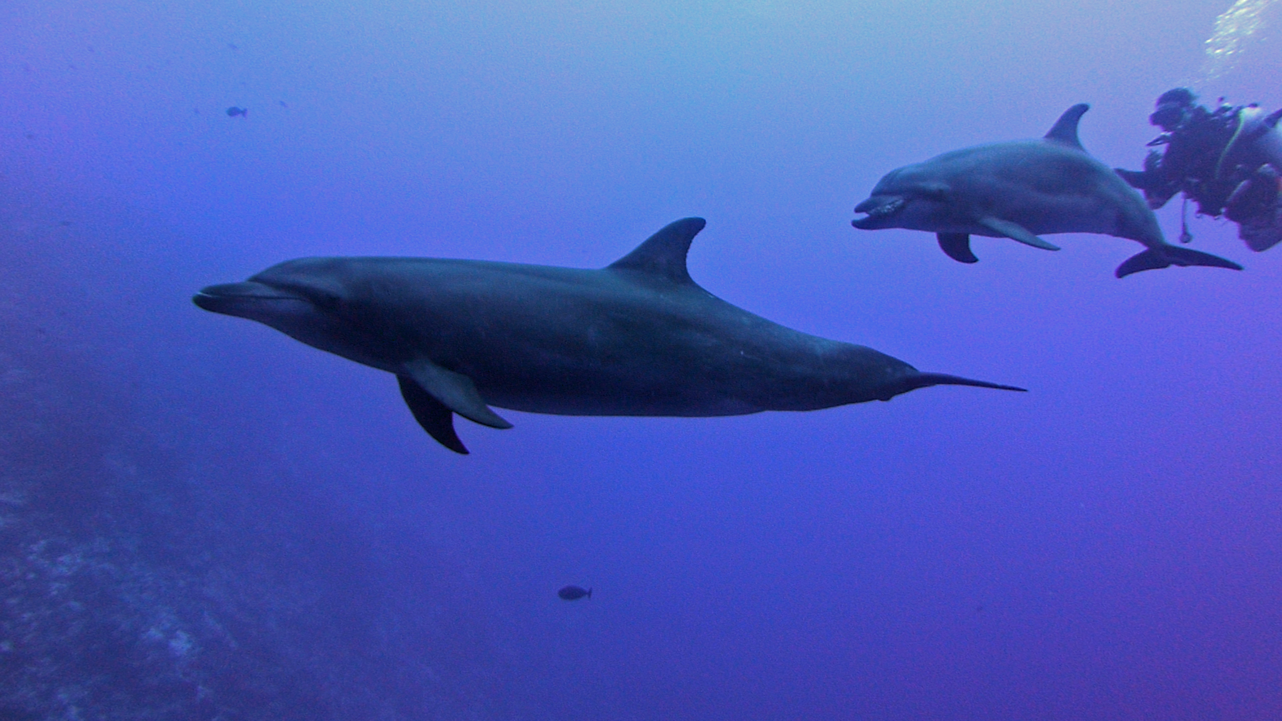 Bottlenose dolphins, Rangiroa, French Polynesia 2023.